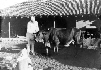 Jamnalal Bajaj caressing a cow, which depicts his involvement with Go-Seva Sangh on M K Gandhi's advice (circa. 1930)
